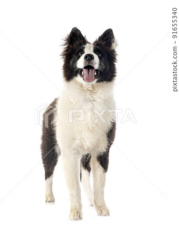 young Yakutian Laika 91655340