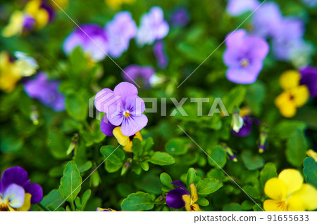 Various colors petals of the flowers in the garden Various colors petals of the flowers in the garden 91655633
