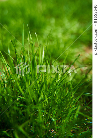 Closeup juicy green grass on the backyard 91655640