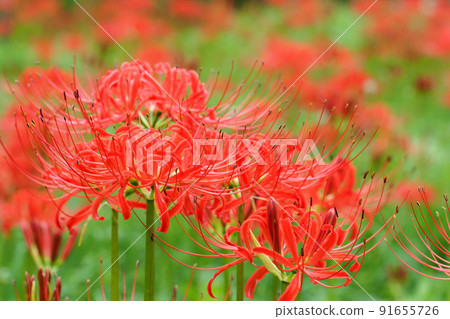 Cluster amaryllis 91655726