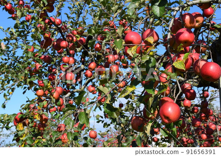 Red-grown apples Red-grown apples 91656391