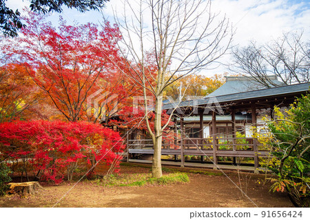 Autumn in Saitama Tokorozawa Tamonin Bishamondo in autumn colors 91656424
