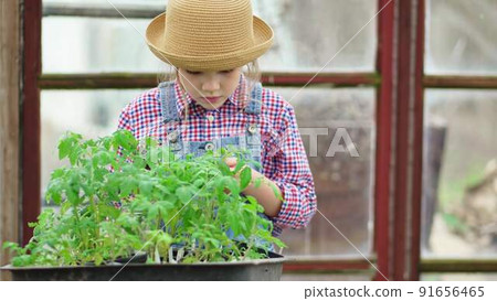 a little girl in a hat looks at the seedlings in the greenhouse. 91656465