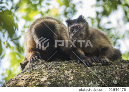 Brown striped tufted capuchin monkey,Amazon jungle,Brazil Brown striped tufted capuchin monkey,Amazon jungle,Brazil 91656476