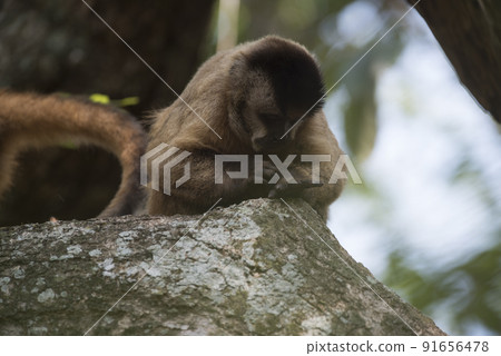 Brown striped tufted capuchin monkey,Amazon jungle,Brazil Brown striped tufted capuchin monkey,Amazon jungle,Brazil 91656478