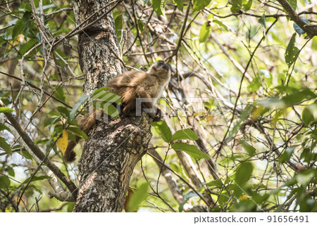 Brown striped tufted capuchin monkey,Amazon jungle,Brazil Brown striped tufted capuchin monkey,Amazon jungle,Brazil 91656491