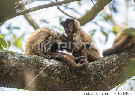 Brown striped tufted capuchin monkey,Amazon jungle,Brazil Brown striped tufted capuchin monkey,Amazon jungle,Brazil 91656492