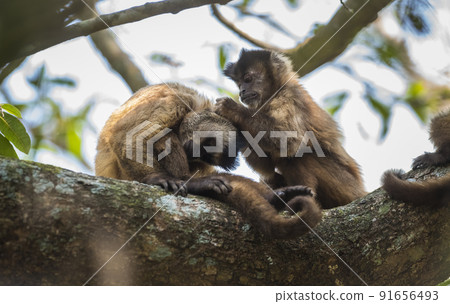 Brown striped tufted capuchin monkey,Amazon jungle,Brazil Brown striped tufted capuchin monkey,Amazon jungle,Brazil 91656493