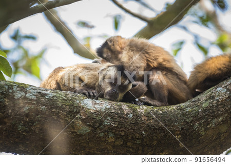 Brown striped tufted capuchin monkey,Amazon jungle,Brazil Brown striped tufted capuchin monkey,Amazon jungle,Brazil 91656494