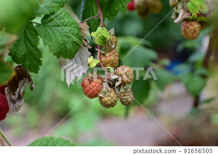 Ripe and unripe rashberries on the bush with a various of focus 91656505