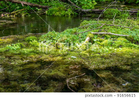 初夏可以劃獨木舟的釧路川源頭 91656615