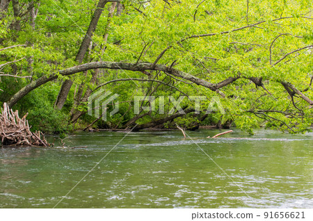 Kushiro River headwaters for canoeing in early summer 91656621