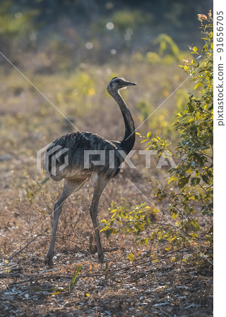 Greater Rhea, Rhea americana, Pantanal,Brazil 91656705