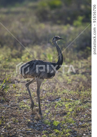 Greater Rhea, Rhea americana, Pantanal,Brazil Greater Rhea, Rhea americana, Pantanal,Brazil 91656706