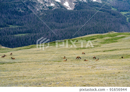 Herd of Elks Rocky Mountain National Park Herd of Elks Rocky Mountain National Park 91656944