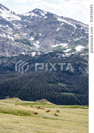 麋鹿群落基山國家公園 麋鹿群落基山國家公園 91656945