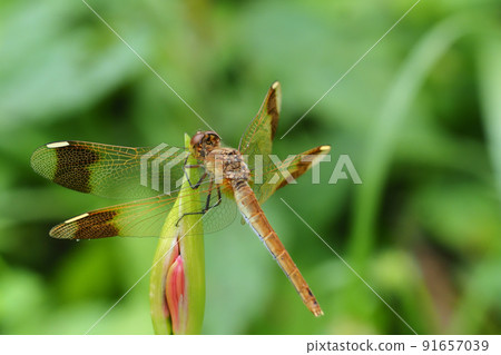 Sympetrum pedemone (female) perching on cluster amaryllis buds Sympetrum pedemone (female) perching on cluster amaryllis buds 91657039