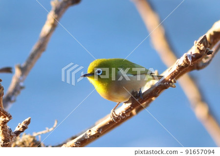 White-eye wild bird came out in the winter sun 91657094