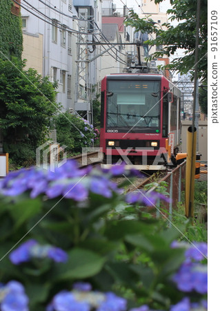 Toden-Arakawa Line train (8900 type) colored by hydrangeas along the line _2022/6/18 91657109