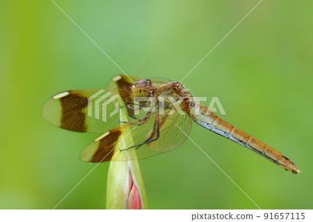 Sympetrum pedemone (female) perching on cluster amaryllis buds Sympetrum pedemone (female) perching on cluster amaryllis buds 91657115