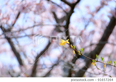 連翹花 連翹花 91657264