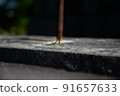 Mantis larvae (June) 91657633