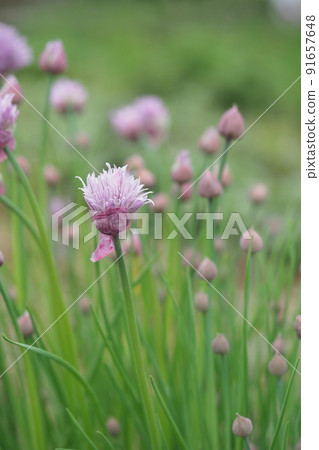 Chives flowers in the herb garden Chives flowers in the herb garden 91657648