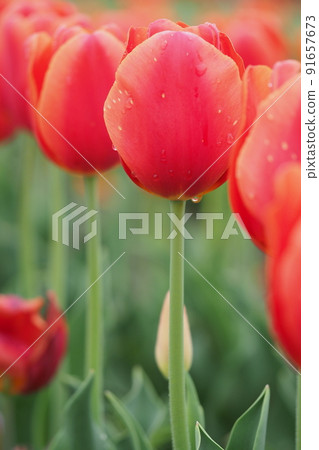 紅色鬱金香花園 紅色鬱金香花園 91657673