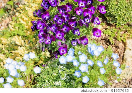 Viola flowers 91657685