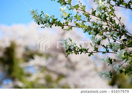 Ryukyu Bai flower 91657979