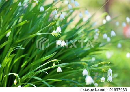 Snowflake flowers Snowflake flowers 91657983
