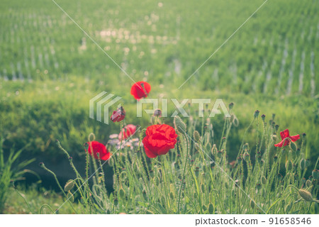 罌粟花和稻田[北安泗郡池田町] 91658546