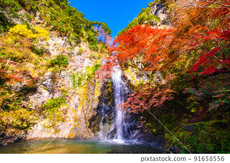 Mino Falls dyed in Kinshu 91658556