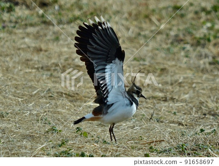 The lapwing is nearing the day of returning to the north. Lapwing that spreads its wings 91658697