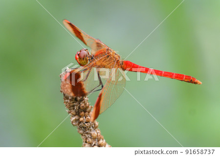 Miyama makane (male) 91658737