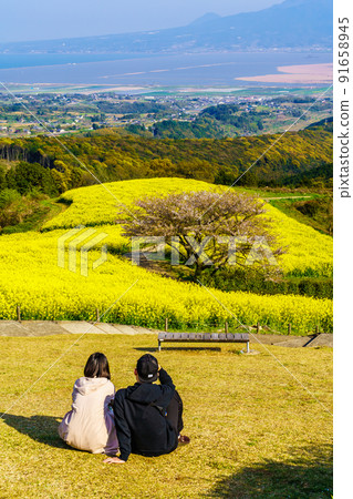 Rape blossoms on the Shirakimine Plateau [Isahaya City, Nagasaki Prefecture] 91658945