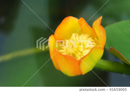 Flower of Kohone 91659005