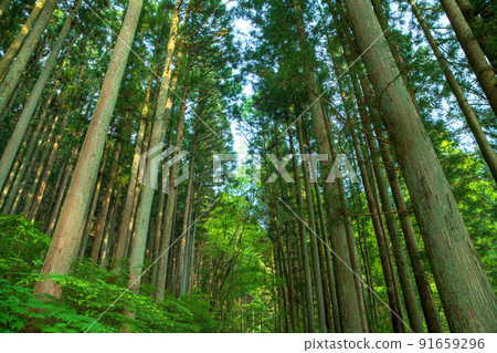 志馬湖湖畔長廊，杉林大道，清新的綠色季節 91659296