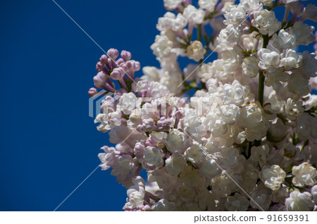 Close-Up of big lilac branch blooms on blurred background Close-Up of big lilac branch blooms on blurred background 91659391