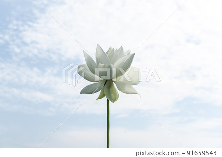 Lotus Lotus 91659543