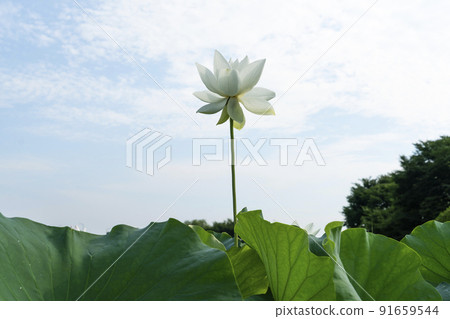 Lotus Lotus 91659544