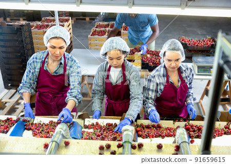 Three women are sorting red cherries 91659615