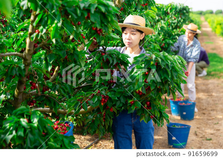 Woman gardener picking sweet cherry at orchard Woman gardener picking sweet cherry at orchard 91659699