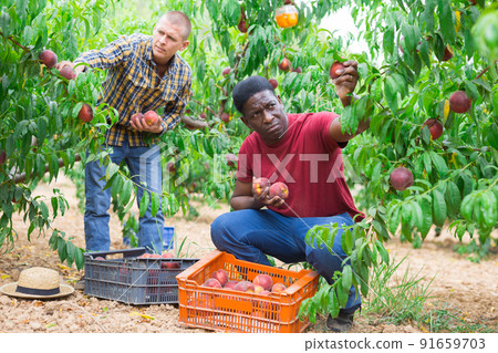 Men harvesting peaches Men harvesting peaches 91659703