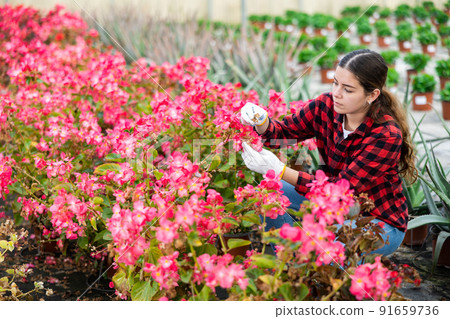 Young woman farmer checks begonia semperflorens in pots 91659736