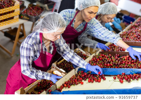 International women sorting cherries 91659737
