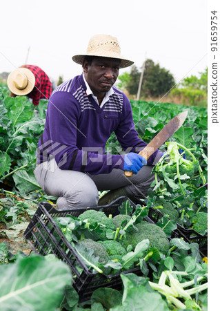 African man farmer harvesting broccoli at a farm 91659754