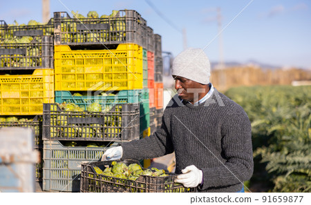 Gardener carrying crate of artichokes while working in plantation Gardener carrying crate of artichokes while working in plantation 91659877