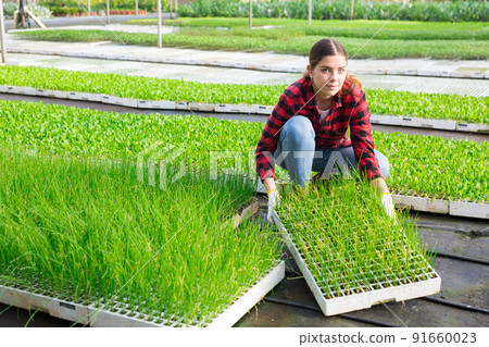 Young woman farmer puts a cassette with seedlings of ornamental grass in a row Young woman farmer puts a cassette with seedlings of ornamental grass in a row 91660023