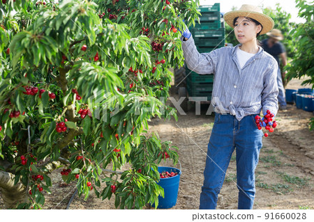 Woman picking ripe cherry from tree Woman picking ripe cherry from tree 91660028